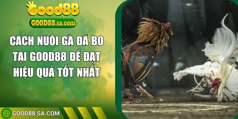 cách nuôi gà đá bo