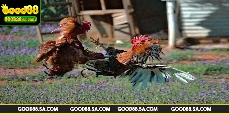 Hình thức chọi kê phổ biến tại trường gà Savan